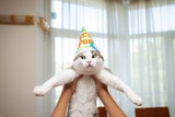 katze