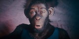 Welcher Popstar macht sich hier komplett zum Affen?