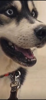 Der gerettete Husky sucht ein neues Zuhause