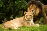 Der Zoo plant nun, für eine Weile auf Löwen zu verzichten.&nbsp;