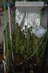 Haschisch Plantage