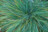 Blauschwingel Festuca glauca besticht mit immergrünen stacheligen Büscheln, die bis zu 30 cm hoch werden. Das aus Südfrankreich stammende Gras ist pflegeleicht, liebt einen sonnigen Standort und ist ideal für den Steingarten. 