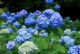 Hydrangea macrophylla punktet mit charakteristisch großen Blütenkugeln – beliebt in Blau- und Lilatönen.  