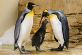 Königspinguin-Küken im Tiergarten Schönbrunn geschlüpft