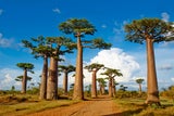 Madagaskar. Viele Baobab-Bäume sind auf der Insel endemisch.  