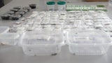 320 Vogelspinnen unterm Pullover