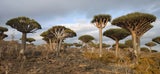 Manche der endemischen Drachenblutbäume sind über 1.000 Jahre alt.