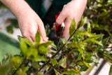 Diese Gartenarbeiten sollten Sie noch vor dem Winter erledigen