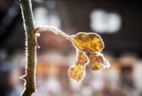So wird der Garten im verschneiten Winter zum Paradies