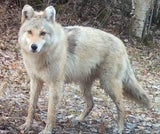 Wolfshund