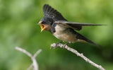 Schwalben fehlten duch Wetterkapriolen ihre Nahrungsquelle - Fluginsekten.