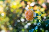 Colette bringt Romantik in den Herbstgarten. Die lachs- bis goldbraunrosa Blüten sind dicht gefüllt und rosettenartig angelegt. Diese Strauchrose verströmt angenehmen Duft und ist sehr frosthart.