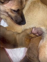 Hunde-Mama und ihre geretteten Welpen