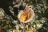 Im Herbst gehen viele Pilze sammeln