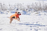 Winterzeit, Mantelzeit: Warum Hundekleidung sinnvoll sein kann