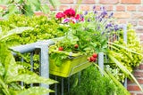 Gemüse und Kräuter aus Garten oder Hochbeet sollte vor der Abreise geerntet und alle Pflanzen auf Schädlingsbefall kontrolliert werden. Für Gemüsebeete ist automatische Bewässerung ratsam; mediterrane Kräuter kommen mit Trockenheit zurecht. 