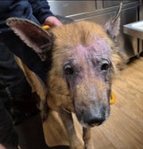 Schäferhund gerettet Pfotenhilfe