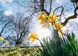 Achtung: Diese beliebten Frühlingsblumen sind giftig!