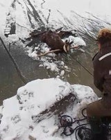Gams gerettet Grundlsee