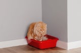katze