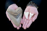 megalodon