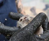 Hamster