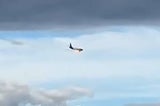 Flieger Fedex