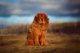 Der Tibetanische Mastiff dient dazu, Dörfer und Vieh zu schützen.&nbsp;