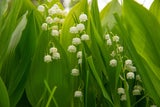 Diese geheimen Blumen-Botschaften zum Valentinstag sollten Sie kennen