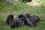Gorilla-Babys Zoo Schmiding