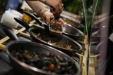 Igitt! Das sind die 100 schlechtesten Gerichte der Welt