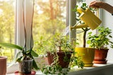 Lifehack: Darum sollten Sie Ihre Zimmerpflanzen mit Salzwasser gießen