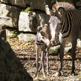 Das Zebra-Baby sorgt bereits jetzt für Begeisterung bei den Zoo-Besuchern.