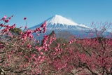 Japan. Die kräftige rosa Zwetschkenblüte mit dem schneebedeckten Fuji im Hintergrund, ist ein Top-Fotomotiv.