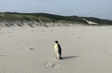 Antarktis-Pinguin strandet in Australien: 3.400 km fern der Heimat