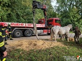Pferd gerettet