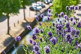 Lavendel und Kräuter wirken zwar nicht so stark kühlend, können aber durch ihren Duft Mücken fernhalten. 