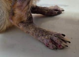 Schäferhund gerettet Pfotenhilfe