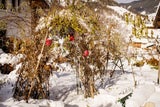 So wird der Garten im verschneiten Winter zum Paradies