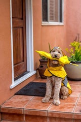 Winterzeit, Mantelzeit: Warum Hundekleidung sinnvoll sein kann