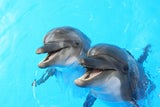 DelfinLachen
