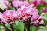 Diese geheimen Blumen-Botschaften zum Valentinstag sollten Sie kennen