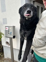 Hunde und Katzen Drama Tulln