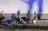 Brand Gänse Hund Erla NÖ