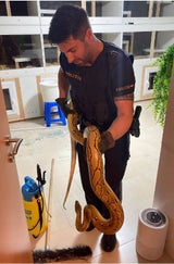 Python Baden bei Wien