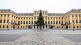 Aufstellung des Schönbrunner Weihnachtsbaums