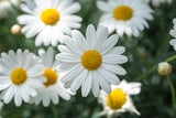Floraskop: Diese Blumen sollten Sie am Valentinstag verschenken