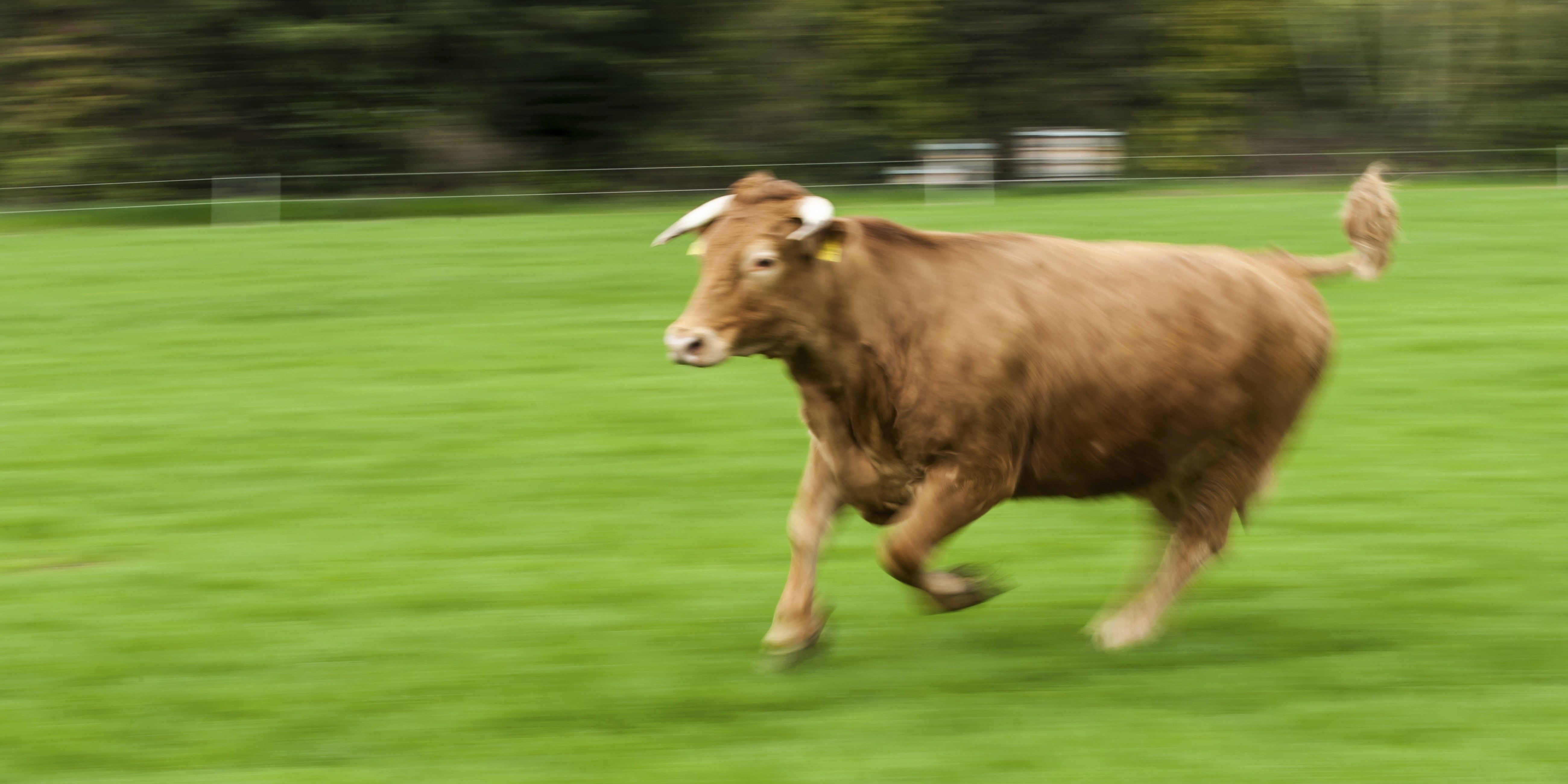 Der junge Stier drückte den 65-Jährigen gegen einen Holzstapel.