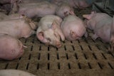 vollspaltenbodenschweinehaltung