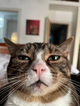 katze